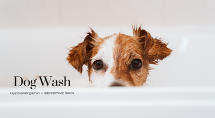 Collection image for: Dog Wash