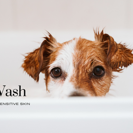 Collection image for: Dog Wash